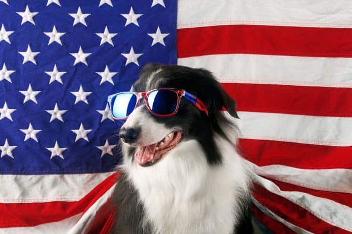 dog with American flag